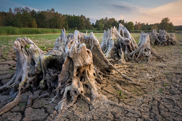 tree stump