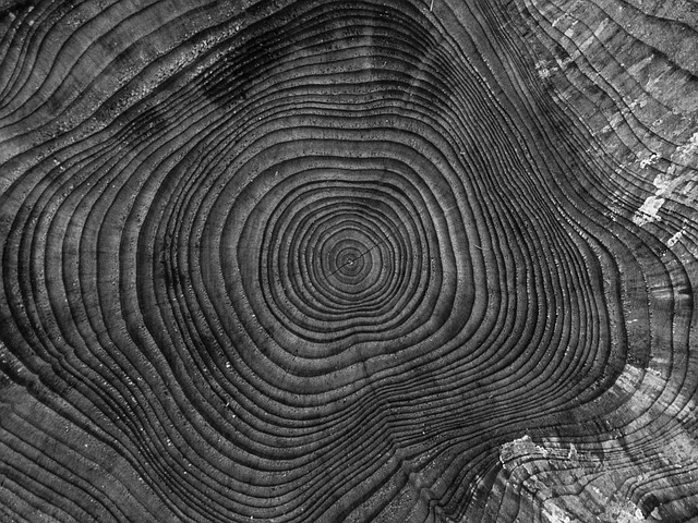 tree stump