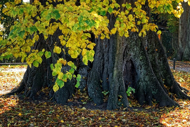 tree stump