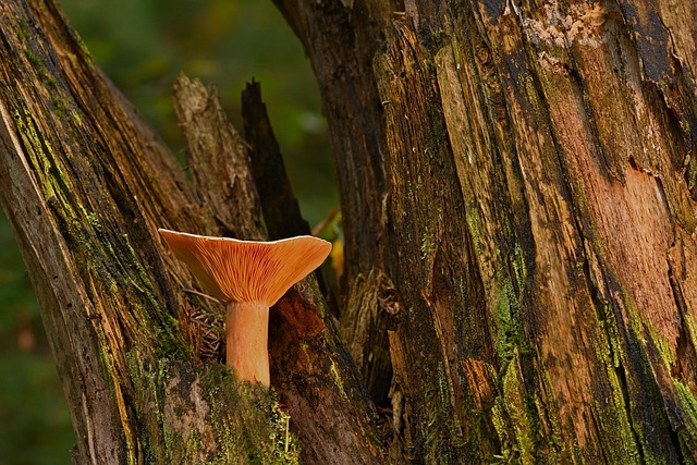 tree stump