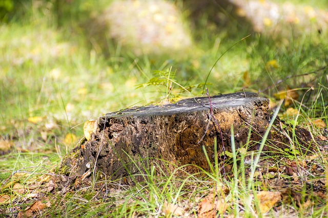tree stump