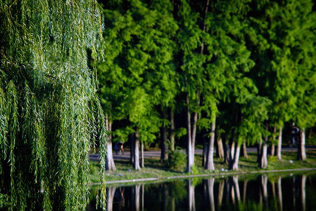 trees