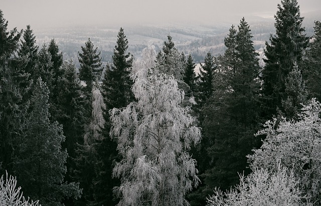 trees