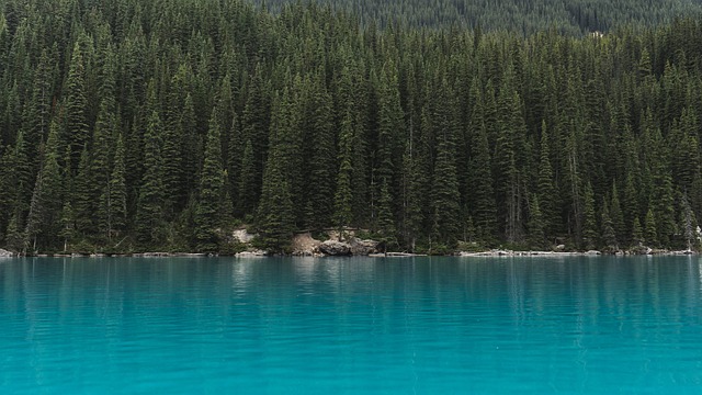 trees