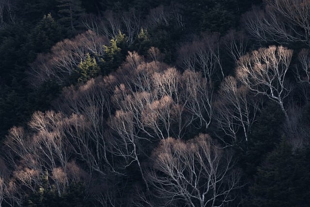 trees