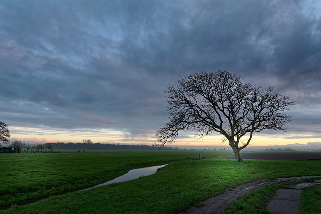 tree