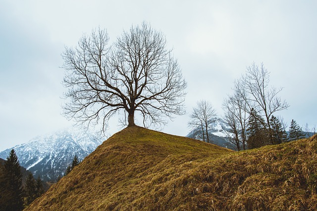 tree