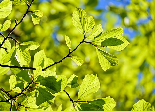 tree