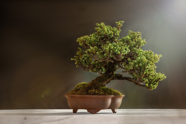 tree