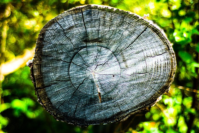 tree stump