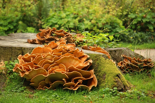 tree stump