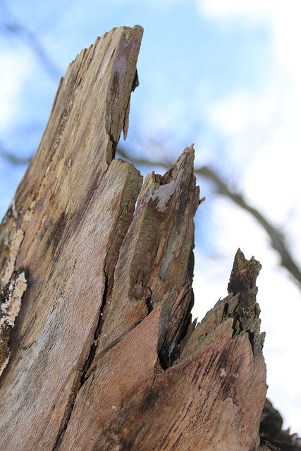 tree stump