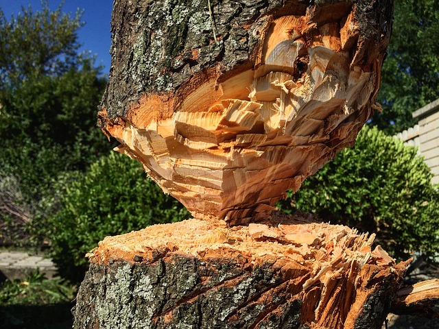 tree stump