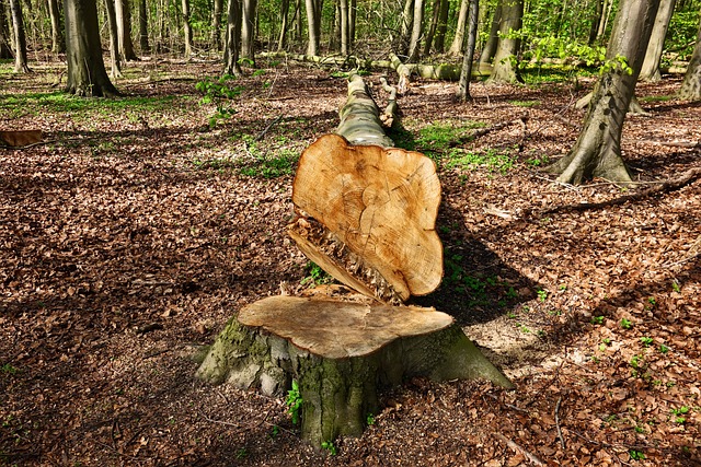 tree stump
