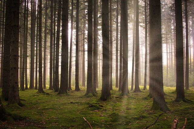trees