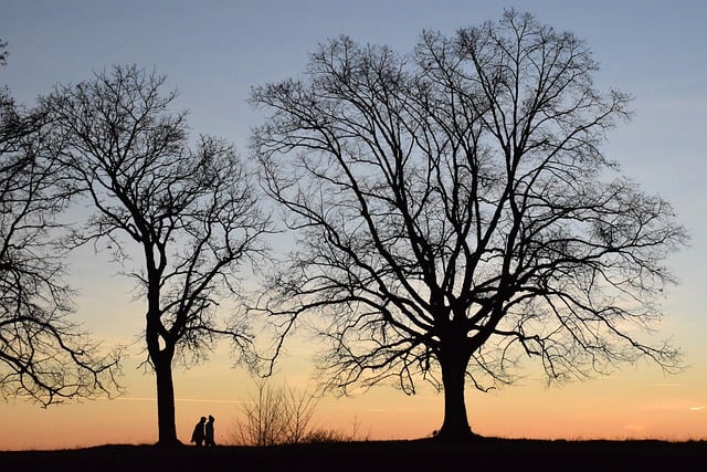 trees