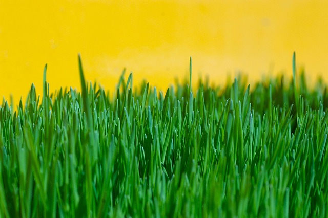 lawn