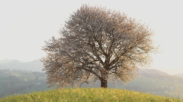tree