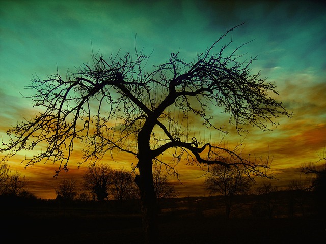 tree