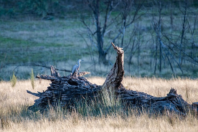 tree stump