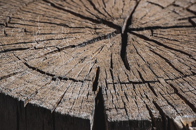 tree stump