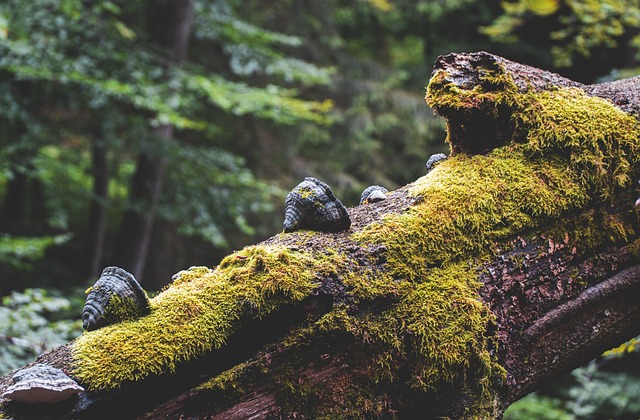 tree stump