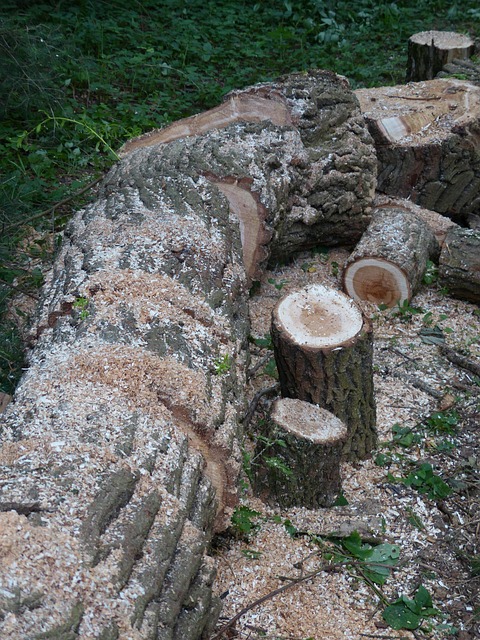 tree stump