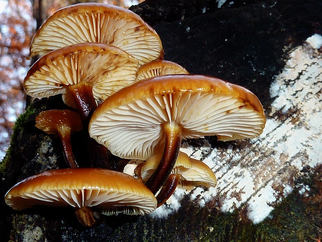 tree stump