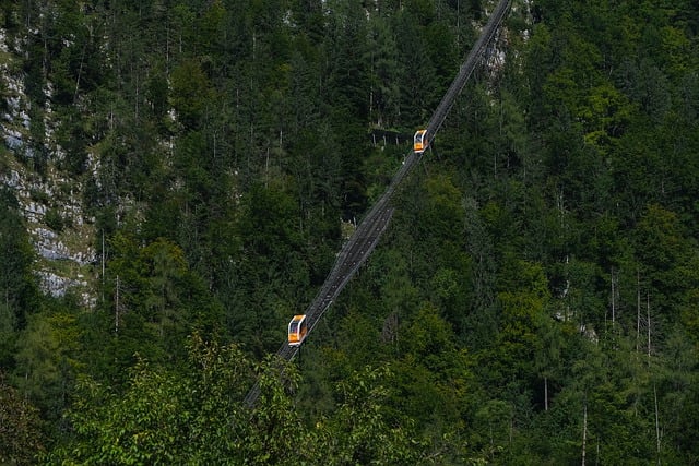 trees