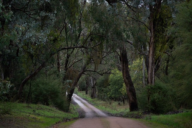 trees