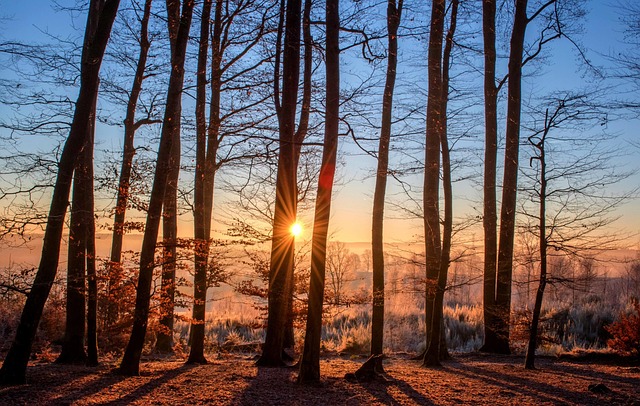 trees