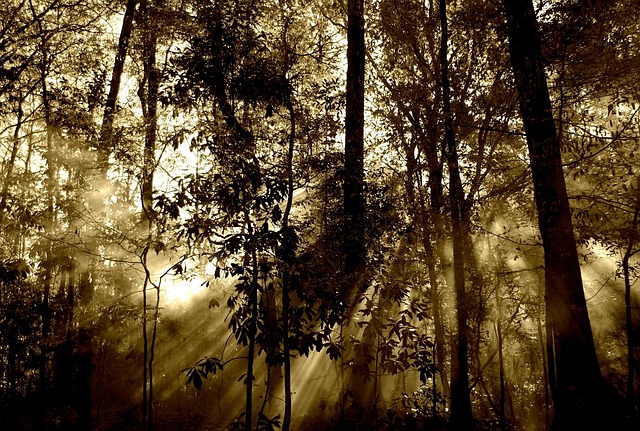 trees