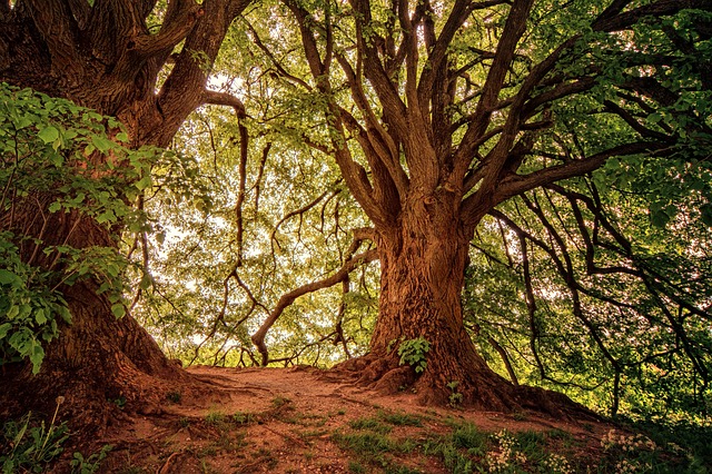 trees