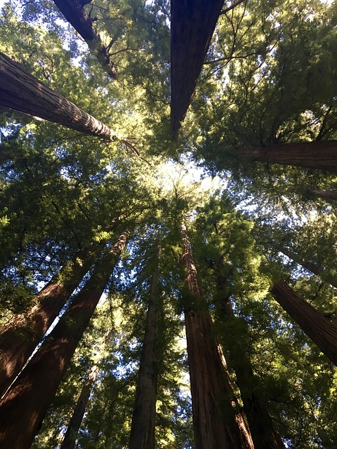 trees