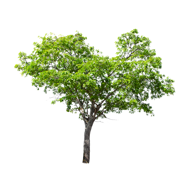 trees