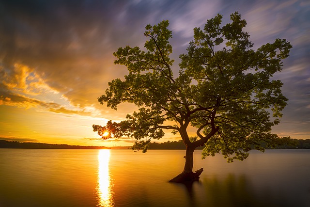 tree