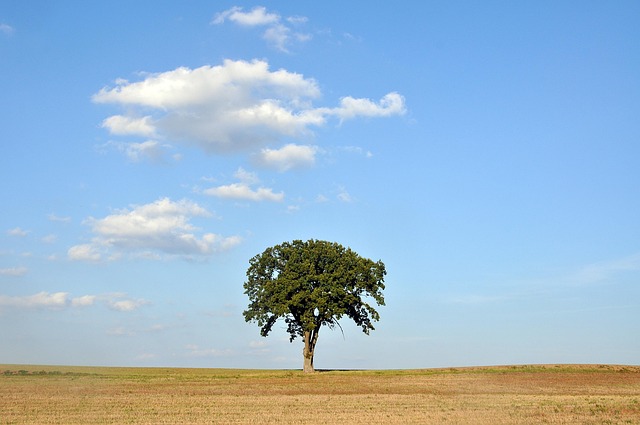 tree