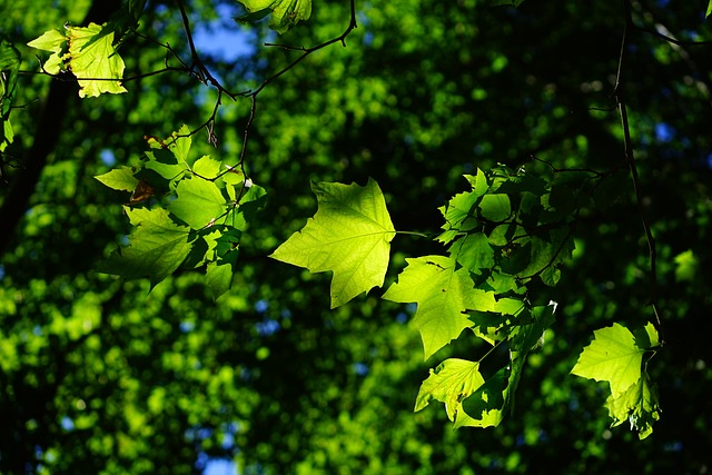 tree