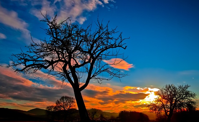 tree
