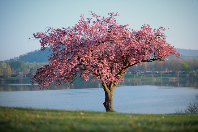 tree