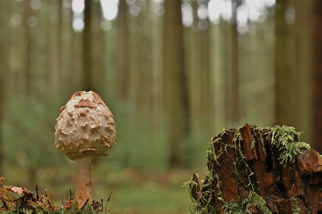 tree-stump-640x480-15039611.jpeg