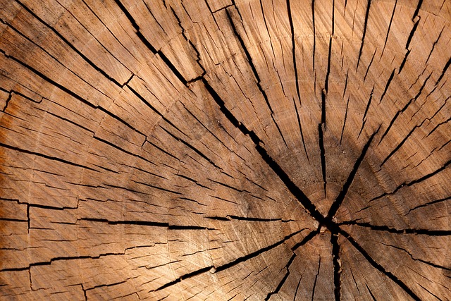 tree stump