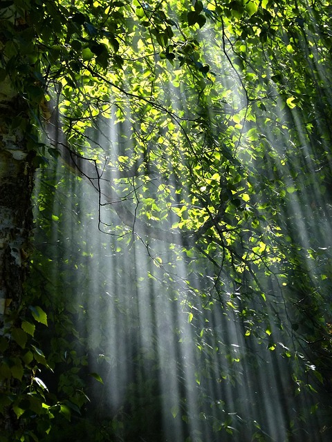 trees