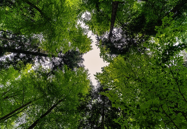 trees