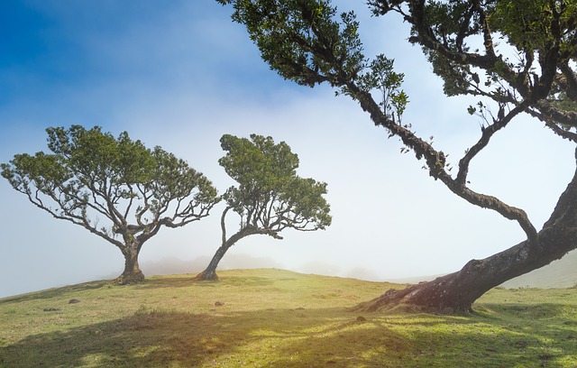 trees
