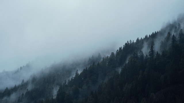 trees