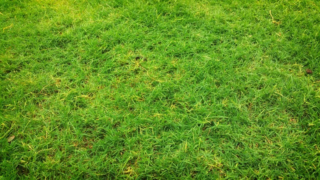 artificial turf
