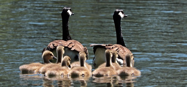 family law