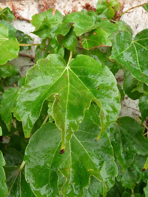 Boise ID 10 Pass Ozone Treatment: Unlocking Natural Healing for Wellness