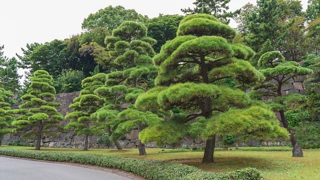 landscaping